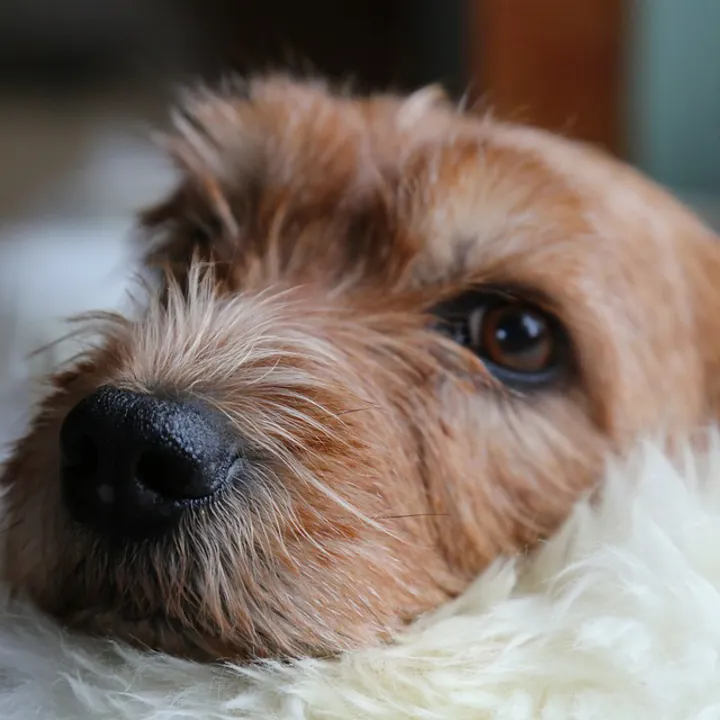 Brown dog sitting on a white fluffy blanket