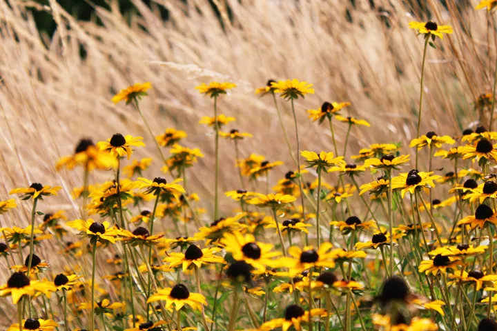 Fall flowers in bloom