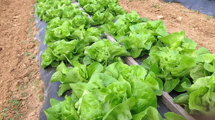 Green Veggies
