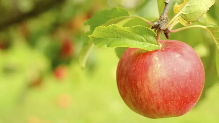 Fresh red apple with leaves hanging off of a branch