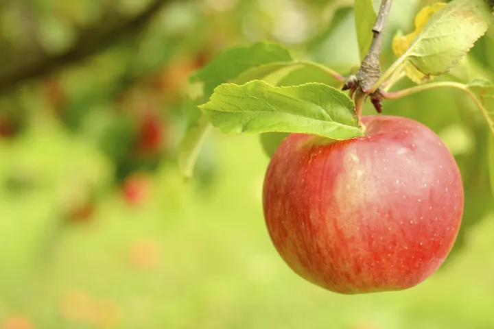 Fresh red apple with leaves hanging off of a branch