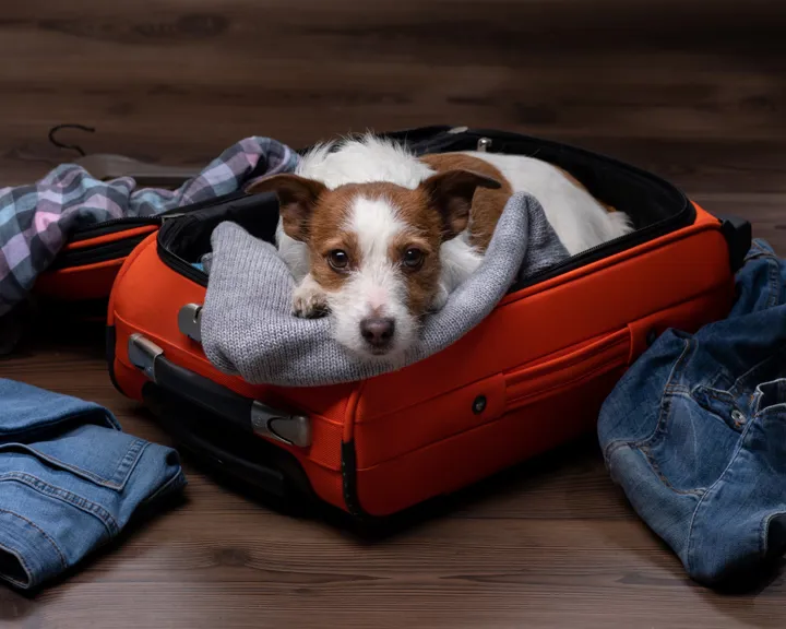 Dog sitting in a red suitcase