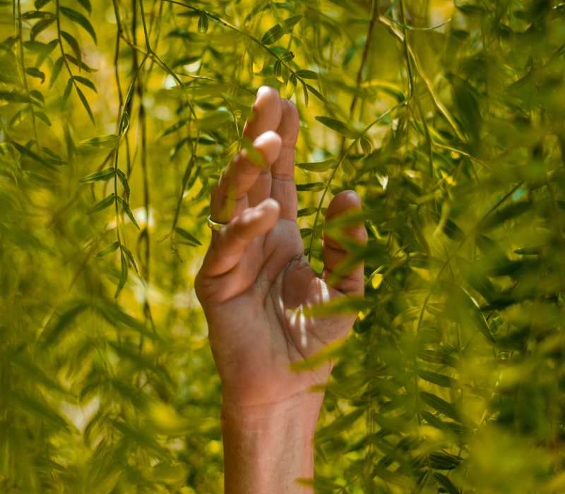 Hand with wedding band touching the leaves of a tree