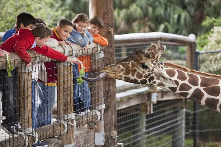 Children Feeding A Giraffe At The Zoo