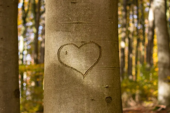 Heart carved into a tree in the forest
